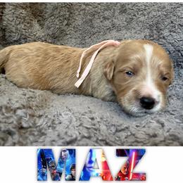 MAZ - Apricot female Goldendoodle puppy in Minneapolis, Minnesota from The Golden Roo