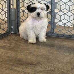 Beth - Parti - Large Black Spot - Parti female Miniature Schnauzer puppy in Jefferson, Oregon from Whiskey Meadows Miniature Schnauzers