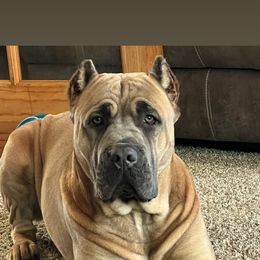 Khaleesi - Cane Corso