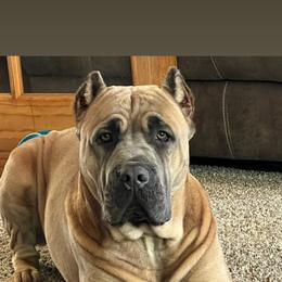 Khaleesi - Cane Corso