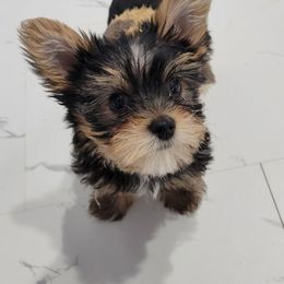 Champ - Black and tan male Yorkshire Terrier puppy in Chickasha, Oklahoma from SISSYS YORKIES