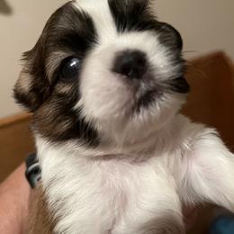 Shih Tzu Puppies from Brenda Wethington