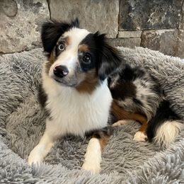 Odin - Toy Australian Shepherd