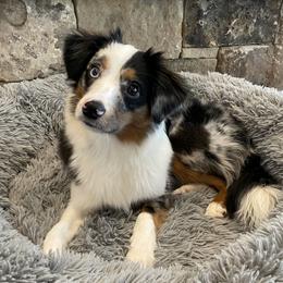 Odin - Toy Australian Shepherd