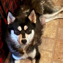 Nemesis - Pomsky