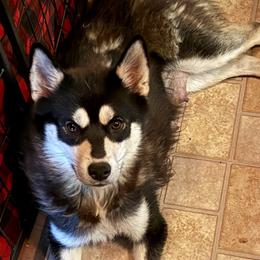 Nemesis - Pomsky