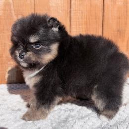 Sully - Black and tan male Pomeranian puppy in Coleman, Oklahoma from Pretty Poms