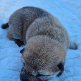 Leah - Black and tan female Shiba Inu puppy in Columbus Junction, Iowa from Liz's Shiba Inu