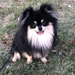 Blazer - Pomeranian