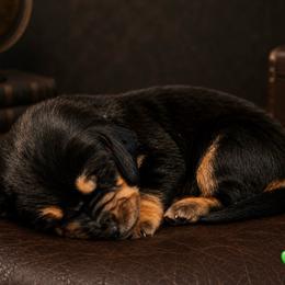 Green collar - Black brown and white male Basset Hound puppy in Edmonton, Kentucky from RiverBottom Bassets