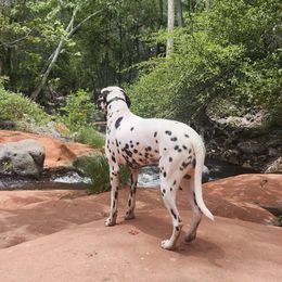 Dalmatian Puppies from Samba Flavors