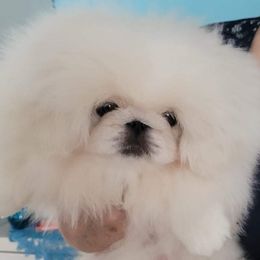 Kamo - Pekingese