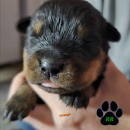 Orange - Black and mahogany female Rottweiler puppy in Tangent, Oregon from Raya's Royals