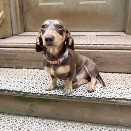 Count or Smoochie - Dachshund