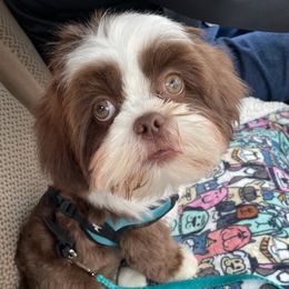 Shih Tzu Puppies from SweetTee's Shih Tzus LLC
