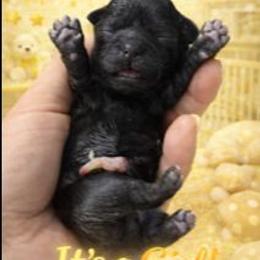 Black girl 2 - Black female Shih Tzu puppy in Shinnston, West Virginia from Melissa's World of Shih Tzus