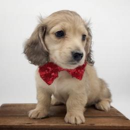 Loki - Cream male Dachshund puppy in Wylie, Texas from Lawson's Kennel