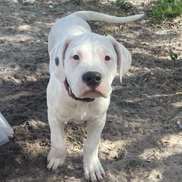 Dark Pink - White female Dogo Argentino puppy in Winter Haven, Florida from Wayward’s Dogos and Spellbound Greyhounds