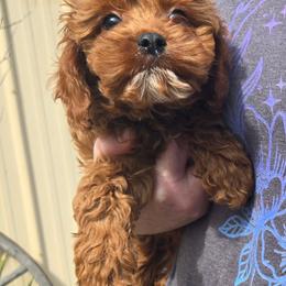 Jack Frost - Red male Cavapoo puppy in Conklin, Michigan from Lake Michigan Couture Cavapoos & Cockapoos