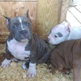 American Bully Puppies from Bolt Action Kennel