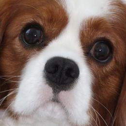 Cavalier King Charles Spaniels from The Gentle Cavalier