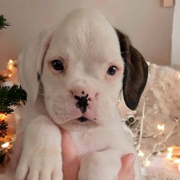 Boy 4 (Buck) - White Boxer puppy in Lafayette, Tennessee from Silver Rain