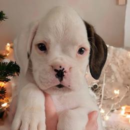Boy 4 (Buck) - White Boxer puppy in Lafayette, Tennessee from Silver Rain