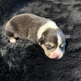 RAPHAEL(RAPH) - Black and tan male Pembroke Welsh Corgi puppy in Drain, Oregon from Sunnydale Corgis