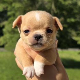 Boy - Fawn male Chihuahua puppy in Vineland, New Jersey from Royal Companion's