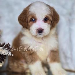 Saylor - Yellow and white female Bernedoodle puppy in Cleveland, Georgia from Jam's Doodles And Poodles