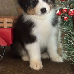 BTM5 - Black tri-color male Australian Shepherd puppy in Chehalis, Washington from Wandering Acres Ranch
