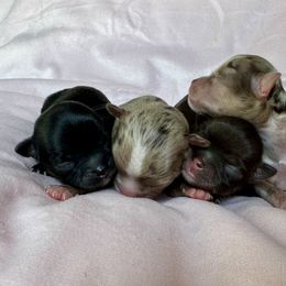 Chihuahua puppies from Petite Pups
