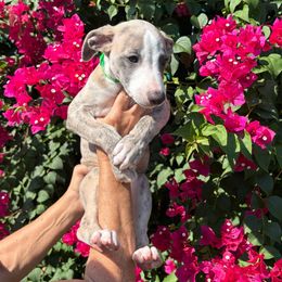 Luigi - Fawn brindle male Whippet puppy in Katy, Texas from Texas Diamond Whippets