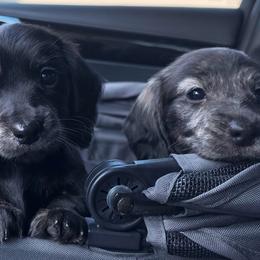 Holly - Black and cream female Dachshund puppy in New Braunfels, Texas from 2 Knights Doxies