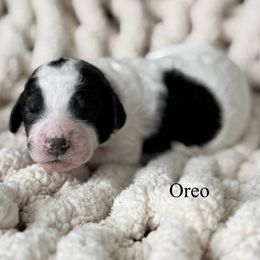 Girl 1 - female Goldendoodle puppy in Washington, Illinois from Lola Bear Goldendoodles