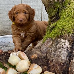 Australian Labradoodle Puppies from Cascade Canyon Labradoodles