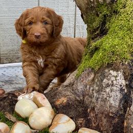Australian Labradoodle Puppies from Cascade Canyon Labradoodles