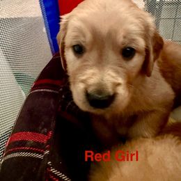 Red Girl - Dark golden Golden Retriever puppy in Tulsa, Oklahoma from Triple J Goldens, LLC