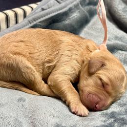 Storm pink - Apricot female Goldendoodle puppy in Lakeland, Florida from Poodles Doodles Standard and Mini LLC