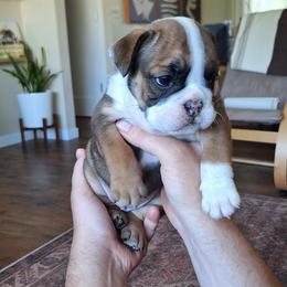 Bulldog Puppies from Gina Francis