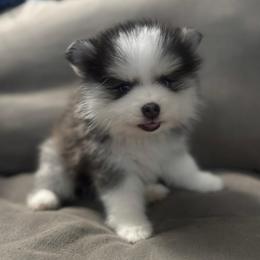 Oreo - Black and white female Pomsky puppy in West Sacramento, California from Pinkie's Pomskies