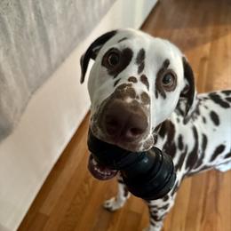 Prince - White and liver brown male Dalmatian puppy in Richmond, Virginia from Darrfield
