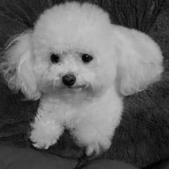 Bologneses from Starlight Bolognese