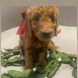 Holly - fuchsia collar - Apricot female Goldendoodle puppy in Brea, California from Dhalia’s Doodles