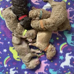 Poodle Puppies from Renders Poodles