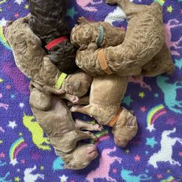 Poodle Puppies from Renders Poodles