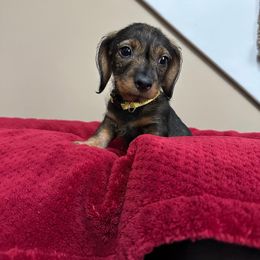 Dachshund Puppies from Two River Wirehaired Dachshunds