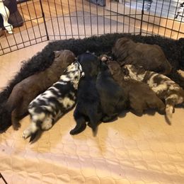 Aussiedoodle Puppies from Aussiedoodles of Oregon