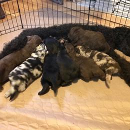 Aussiedoodle Puppies from Aussiedoodles of Oregon