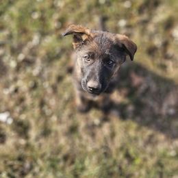 German Shepherd Puppies from Von Thomson Haus